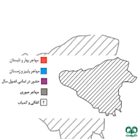 گونه عقاب شاهی Eastern Imperial Eagle